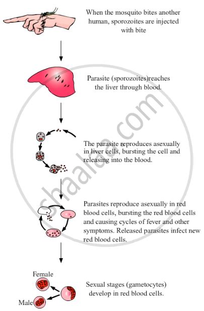 parasite sex videos|parasite Search